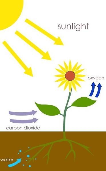 Photosynthesis uses all of the following except___to make food. A) Carbon dioxide-example-1