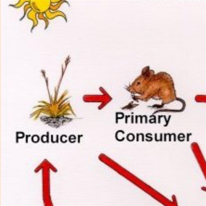 How is energy transferred between the sun and consumers in an ecosystem?-example-1