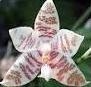 Okay, I have a question, so somebody should have an answer right? what is a orchid-example-1