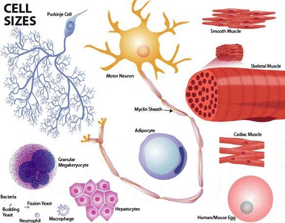 True or false all cells are the same size-example-1