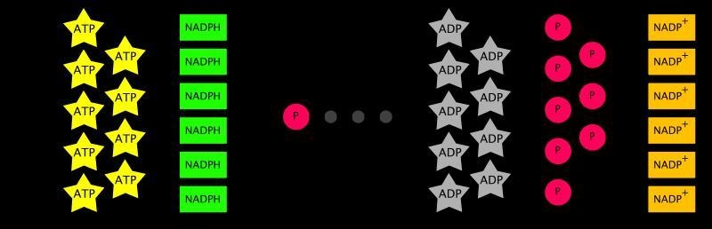 How many moles of co2 must enter the calvin cycle for the synthesis of one mole of-example-1