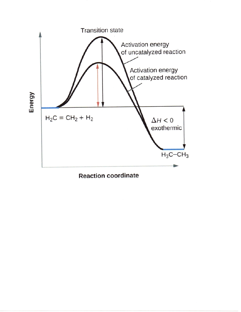 A catalyst: A. Increases the energy of the activated complex B. decreases the ∆H of-example-1