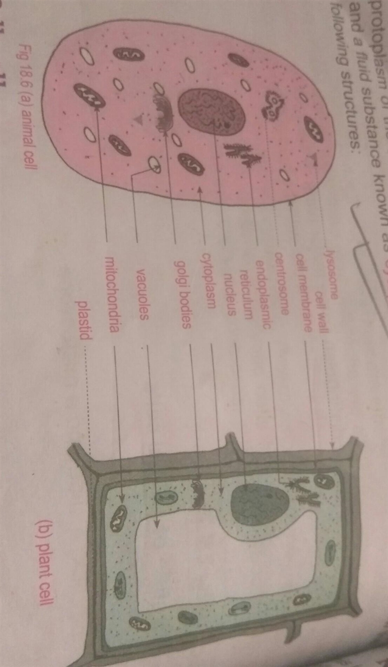 15 points Discuss how cells differ from one another-example-2