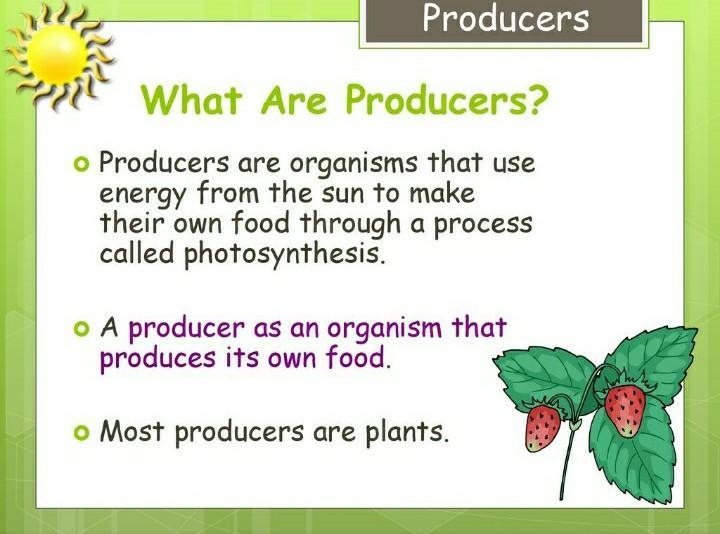 What are producers:)-example-1