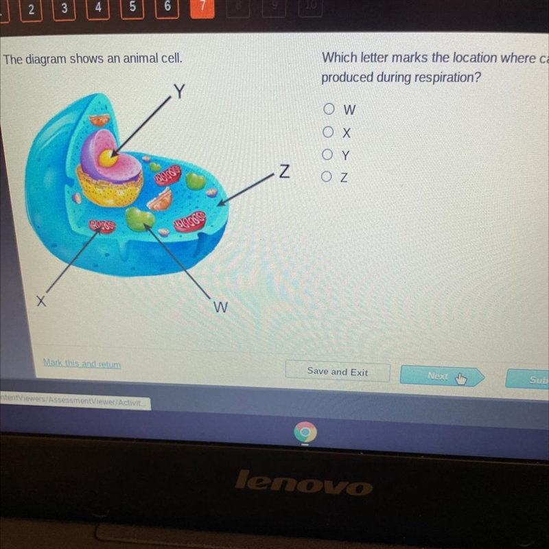 The diagram shows an animal cell. Which letter marks the location where carbon dioxide-example-1