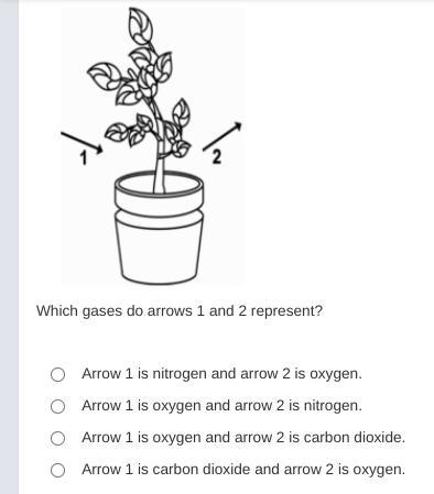 Margie used arrows to represent the gases that enter and leave a plant during the-example-1