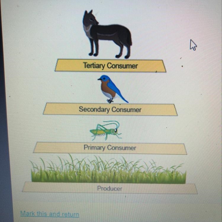 Kendra is studying the energy pyramid shown. Which statement is supported by the energy-example-1