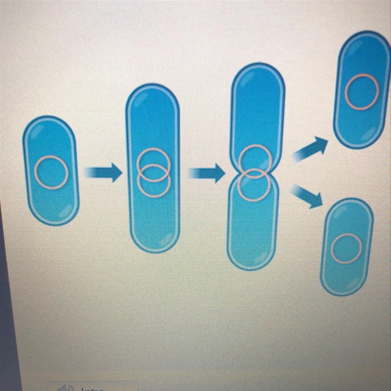 What type of reproduction is shown in the diagram? A. Budding B. Binary fission C-example-1