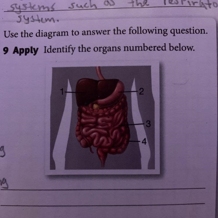 Identify the organs numbered below. I need help asap!-example-1