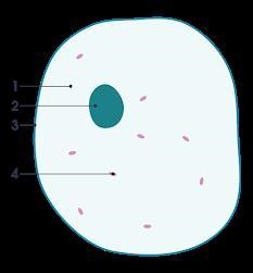 What is the cell of the diagram below animal or plant-example-1