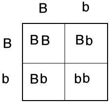 According to the Punnett square: B represents the dominant gene for blue feathers-example-1