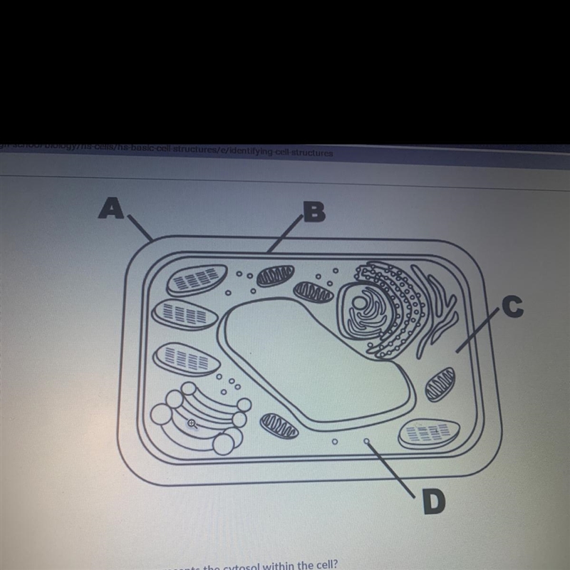 Which structure represents the cytosol within the cell-example-1