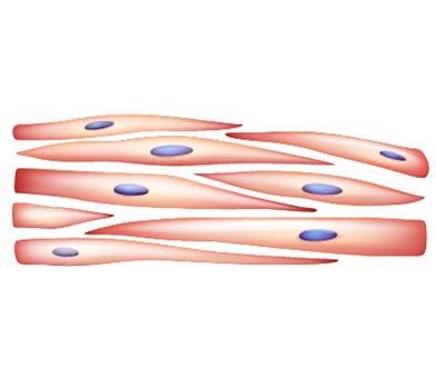 Which type of muscle tissue is pictured? cardiac skeletal smooth striated-example-1