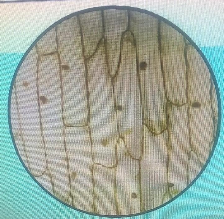 Can someone help me please tell me where the nucleus and the cell wall and cell membrane-example-1