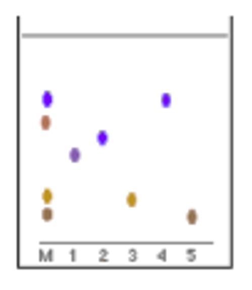 A mixture of amino acids (written as M) was tested against five known amino acids-example-1