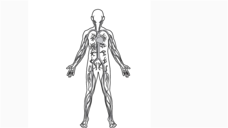 This drawing shows a human body system. What is the primary function of this body-example-1