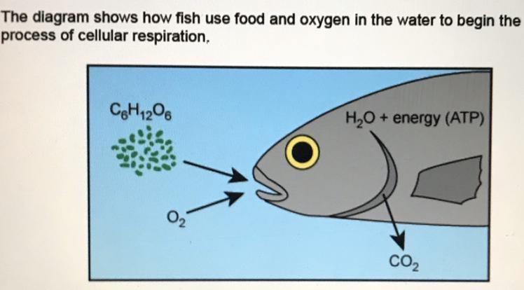 Which statement best describes the total number of carbon atoms during cellular respiration-example-1