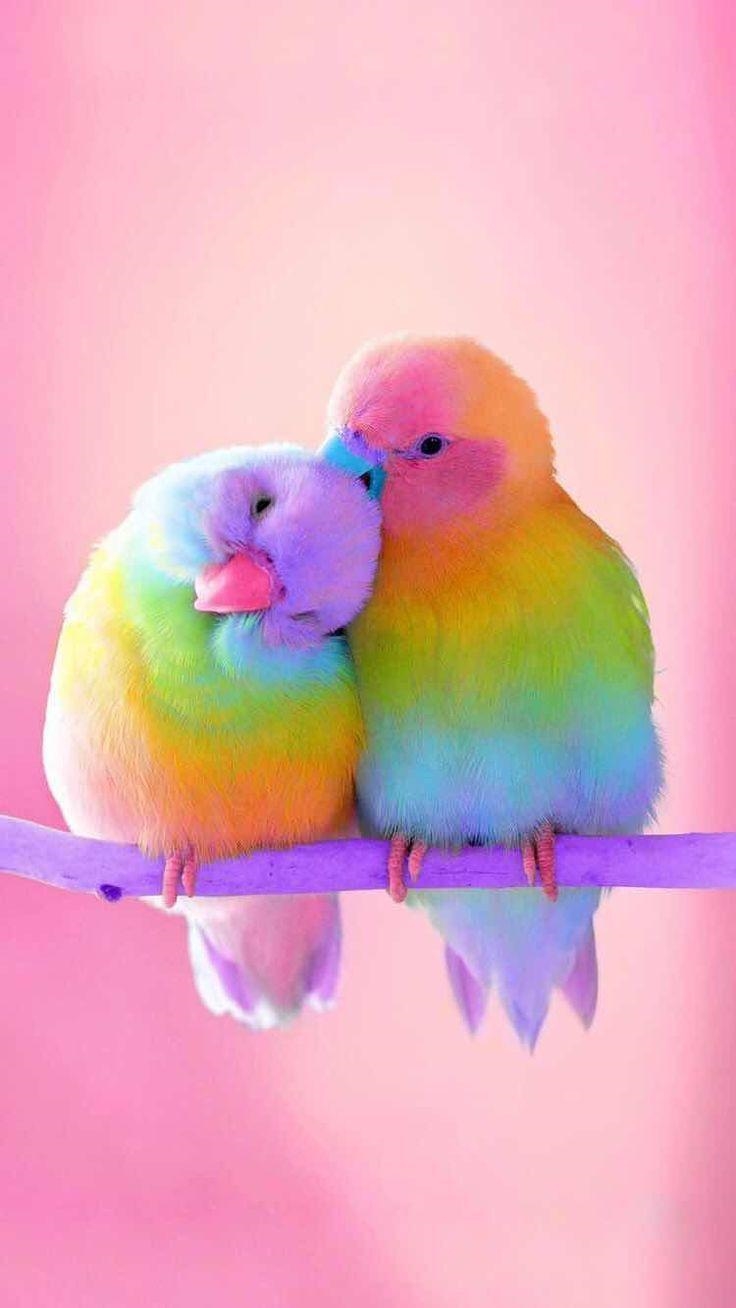 (picture is a pic of cute colorful birds c: ) Suppose that you and a friend see brightly-example-1