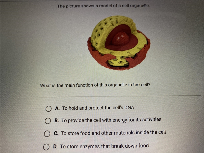 This picture shows a model of a cell organelle. What is the main function of this-example-1