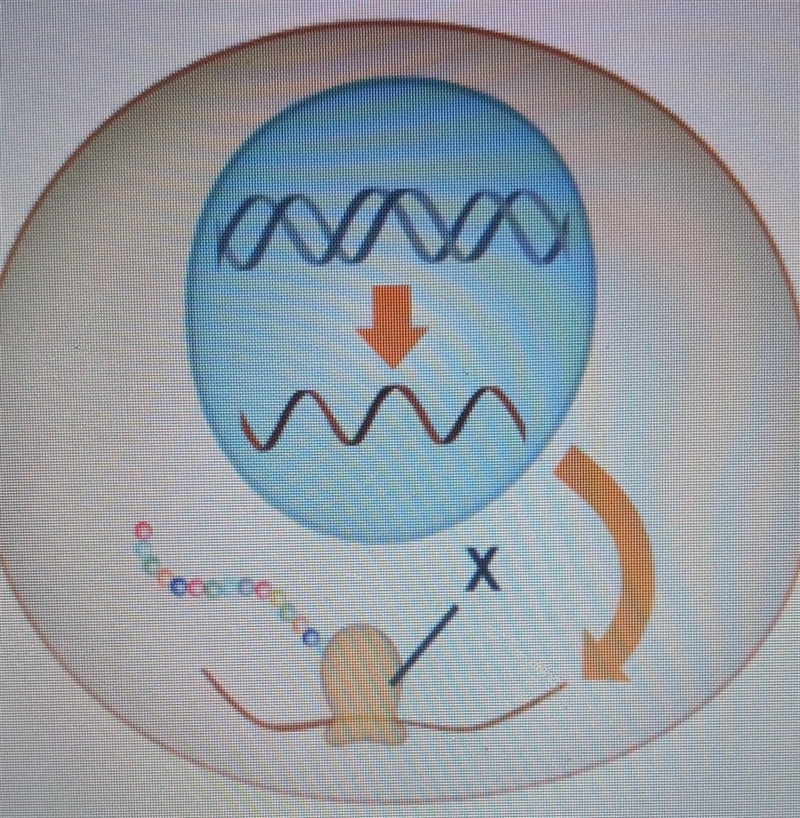 The diagram shows steps and structures involved in protein production The arrow labeled-example-1