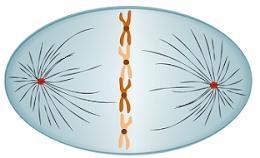 Which image represents the step in mitosis when chromosomes condense and spindle fibers-example-4