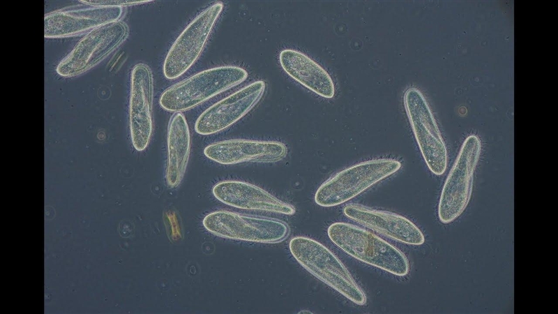 The picture show multiple organisms called paramecia. Although paramecia (single-celled-example-1