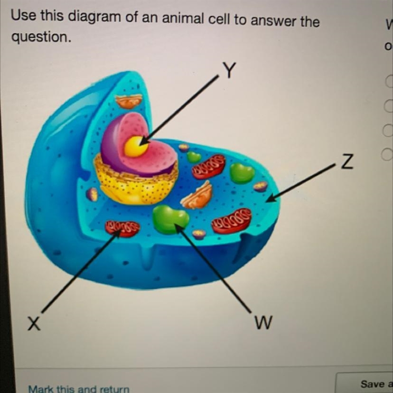 Where does the second stage of cellular respiration occur? W Х Y Z Please hurry this-example-1