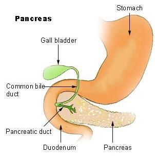 In humans these organs are part of a lager system the ___ system? A) circulatory B-example-1