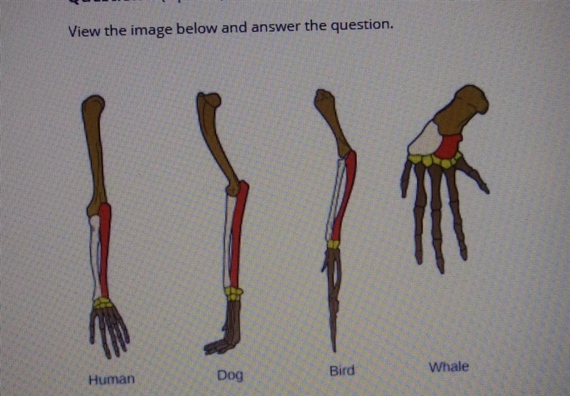 The illustration above represents what concept? A.) Natural selection B.) Homologous-example-1