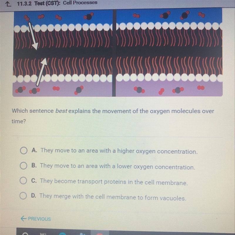 Which sentence best explains the movement of the oxygen molecules over time-example-1