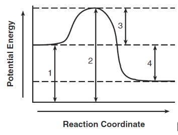 Given the potential diagram for a reaction: Label each line segment. Is the reaction-example-1