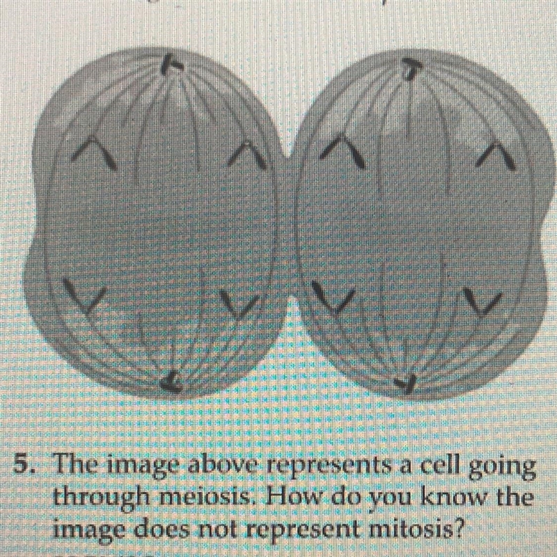 5. The image above represents a cell going through meiosis. How do you know the image-example-1