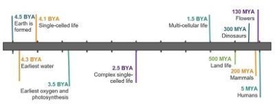 Study the timeline. Based on fossil evidence, about how long ago did the first single-example-1