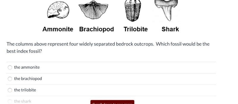 Identify the index fossil-example-1