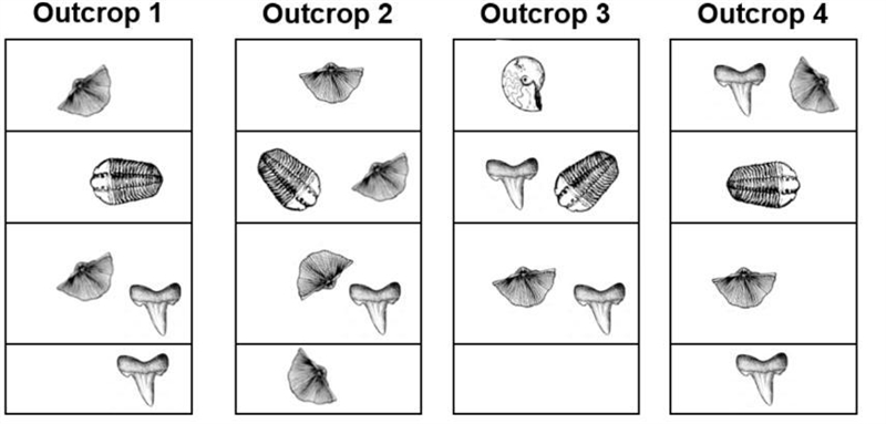 Identify the index fossil-example-2