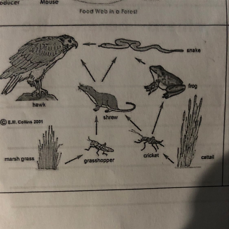 What role does the hawk play in this food web? What would happen to the web if the-example-1