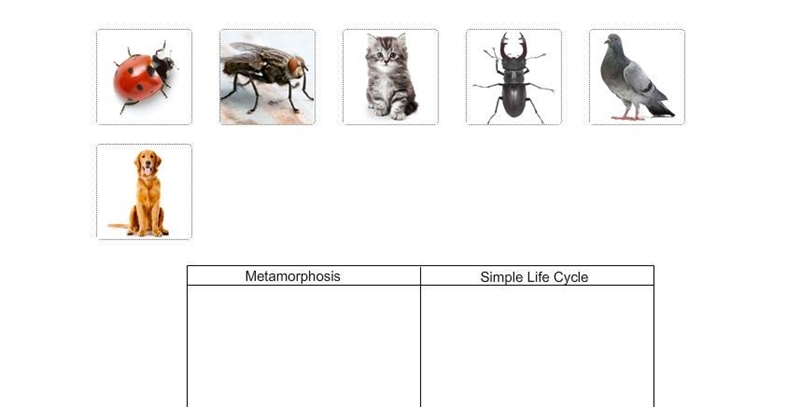 Sort the pictures based on the type of life cycle they have.-example-1