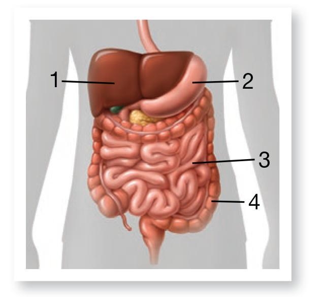 Identify the organs numbered below-example-1