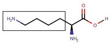 Worksheet: 1. Draw the structure of Leucine? Explain why Leucine is considered as-example-2