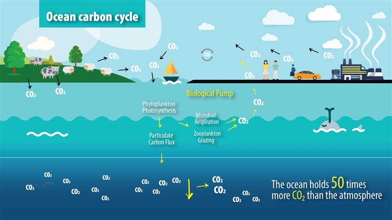 Explain how carbon moves in and out of the ocean.-example-1