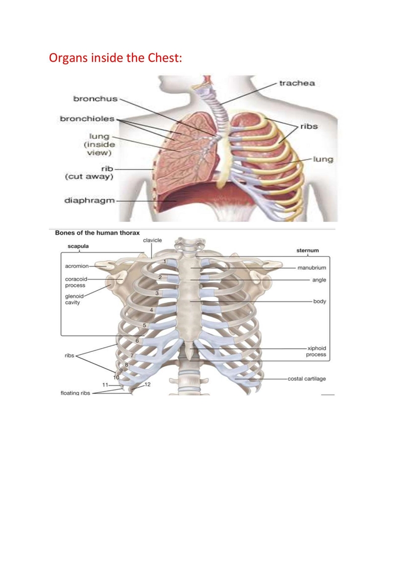 Wuy Piolcululugu Give the names of two organs in the chest. 1. ............... 2 m-example-1