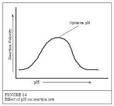 Design an experiment to test the effect of varying the pH on the functioning of the-example-1