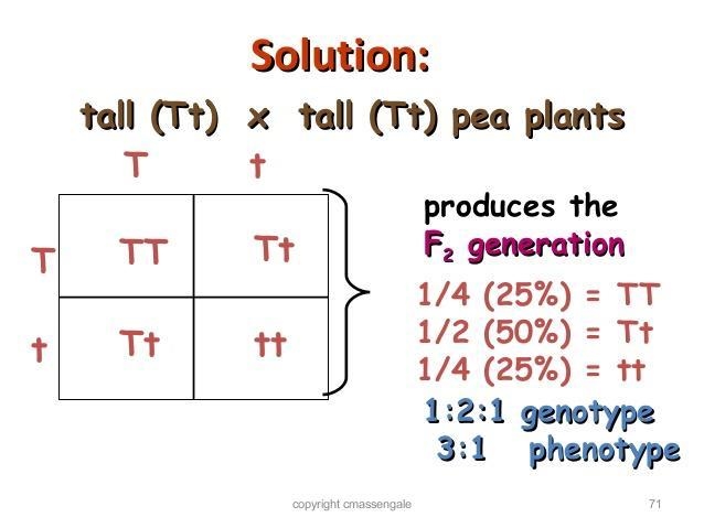 Tall plants are dominant to short plant? TT gives you a .... Tt gives you a ..... And-example-1