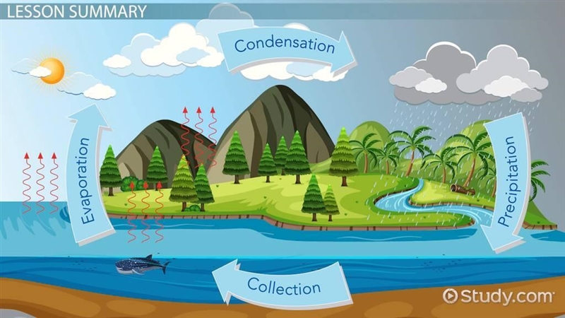 You are a drop of water going through the water cycle. Where do you go? How do you-example-1