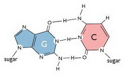 a scientist knows that a molecule of DNA is 27% cytosine what else does the scientists-example-1