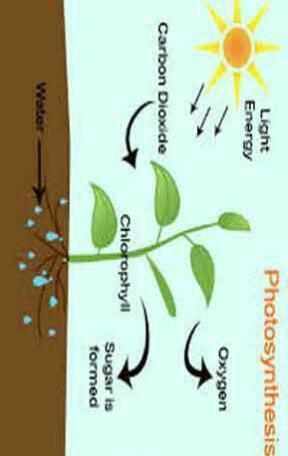 What is photosynthesis-example-1