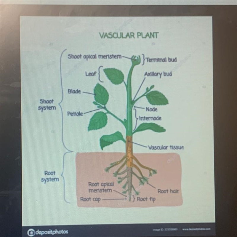 Which type of model would you use to describe the parts of a plant? Why did you choose-example-1