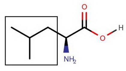 Worksheet: 1. Draw the structure of Leucine? Explain why Leucine is considered as-example-1