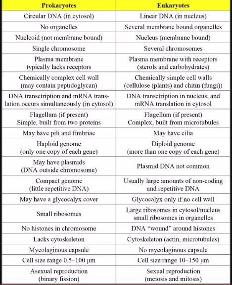 Which best describes a difference between prokaryotic and eukaryotic cells-example-1