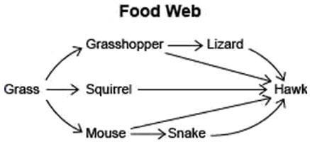 The diagram shows a food web in a grassland. What best describes the role of the grasshopper-example-1